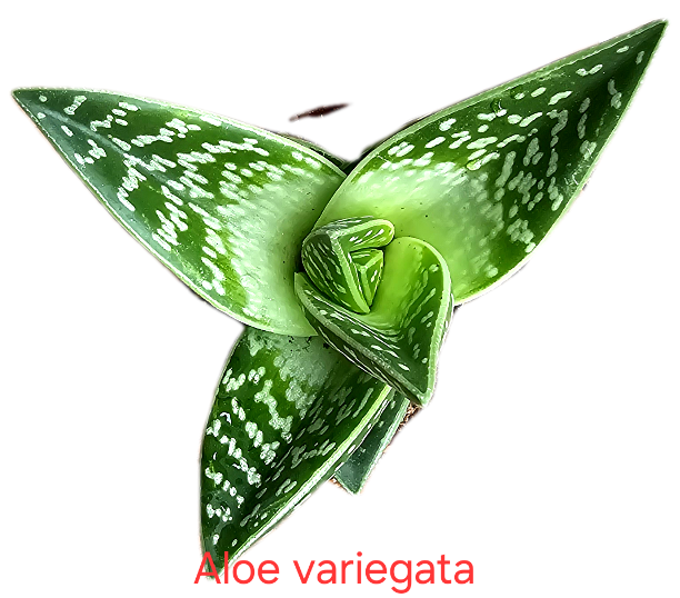 Aloe variegata