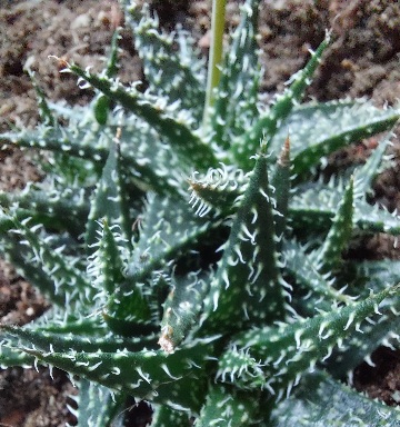 Aloe cv. Pepe