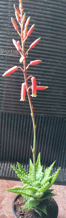 Aloe christmas carol