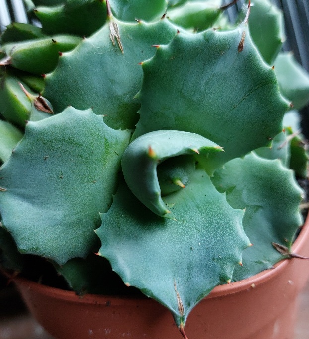 Agave potatorum cv. shoji-raijin