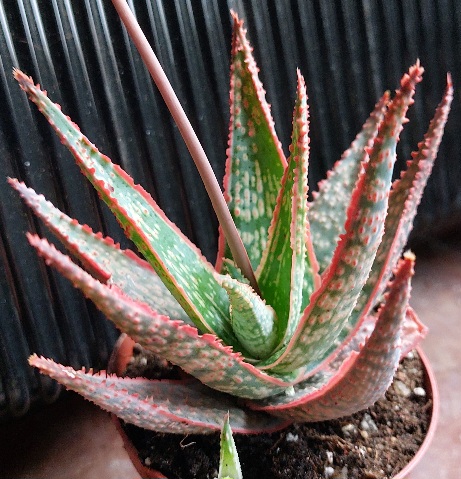 Aloe Zebrina danyz