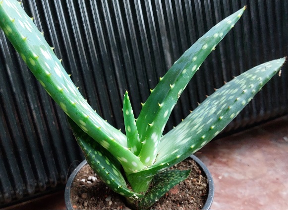 Aloe Paradisicum
