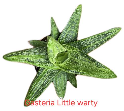 Gasteria Little Warty