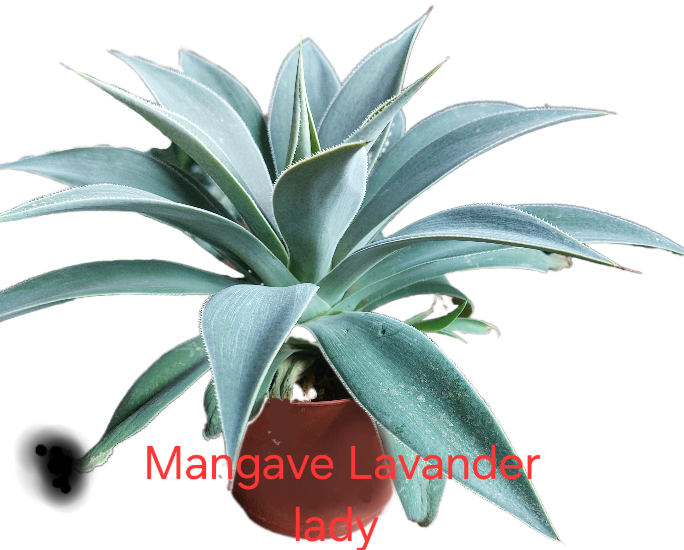 Mangave Lavander Lady