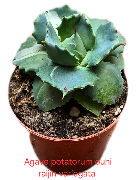 Agave potatorum Ouhi-Raijin variegata