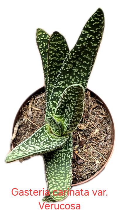 Gasteria Carinata Var. Verrucosa 'Big Ben