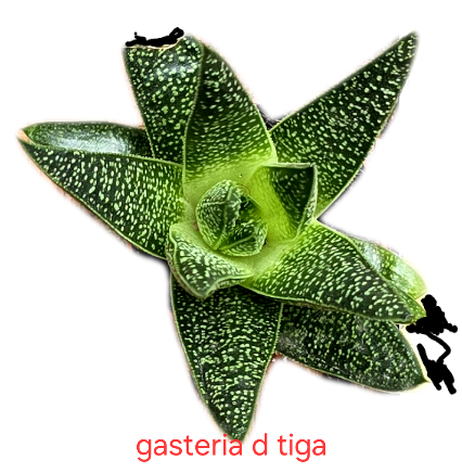 Gasteria 'd Tiga'