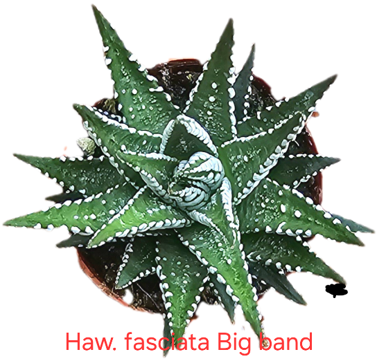 Haworthia Fasciata Big Band