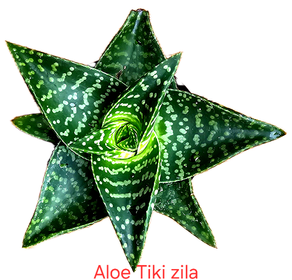 Gasteraloe 'tiki Zilla'