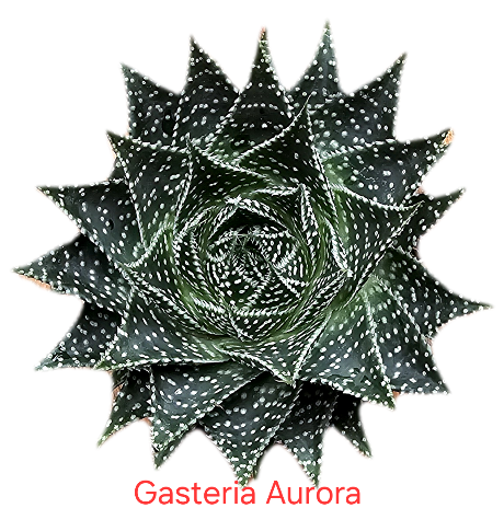 Gasteria Aurora