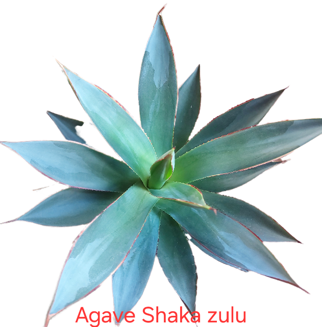 Agave 'shaka Zulu'
