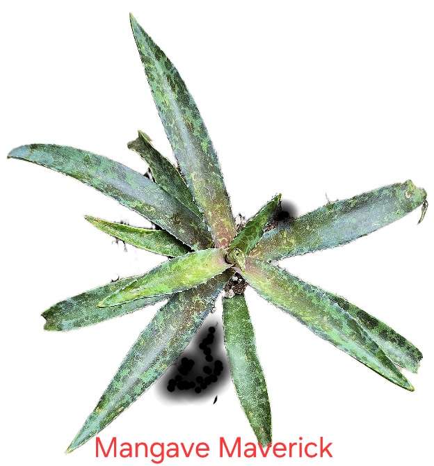 Mangave Maverick