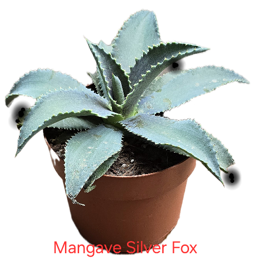 Mangave silver fox
