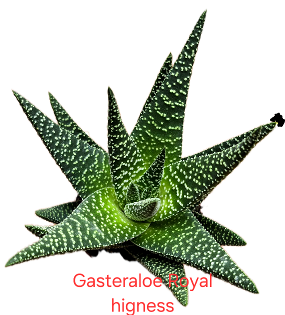 Gasteraloe Royal higness