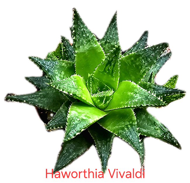 Haworthia Vivaldi