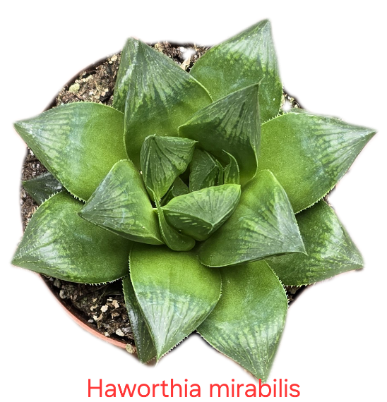 Haworthia mirabilis