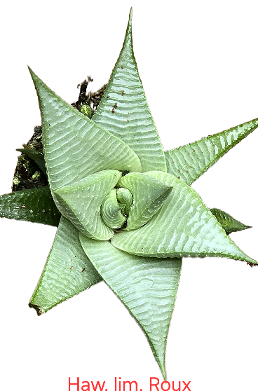 Haworthia limifolia Roux