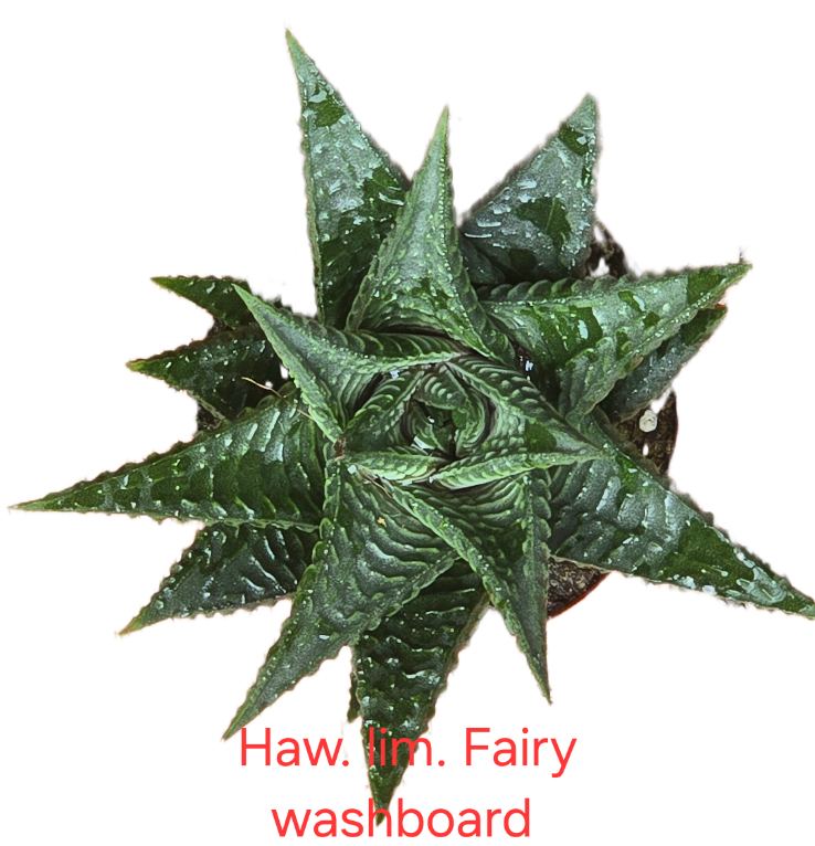 Haworthia limifolia fairy washboard