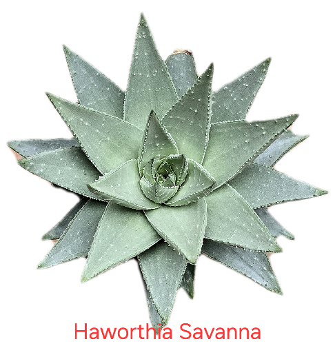 Haworthia Savanna