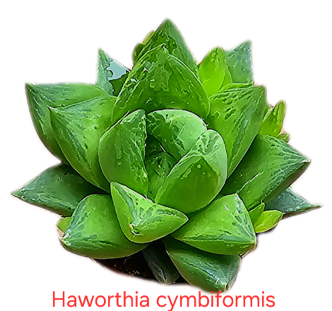 Haworthia cymbiformis