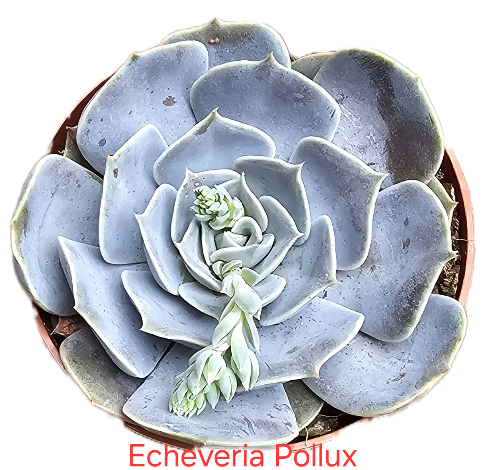 Echeveria Pollux