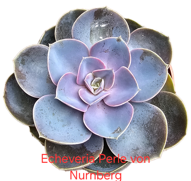 Echeveria Perle von Nurnberg
