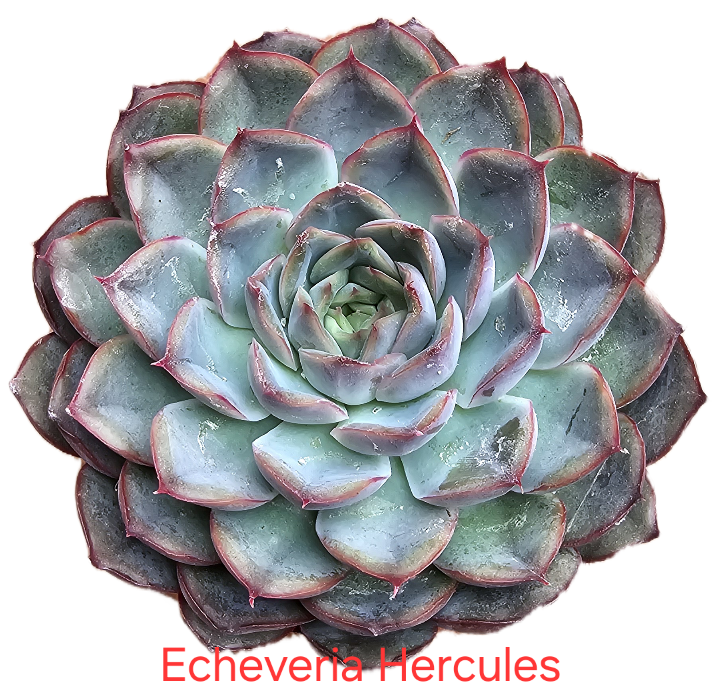 Echeveria Hercules