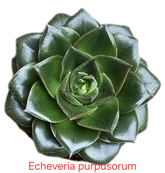 Echeveria purpusorum