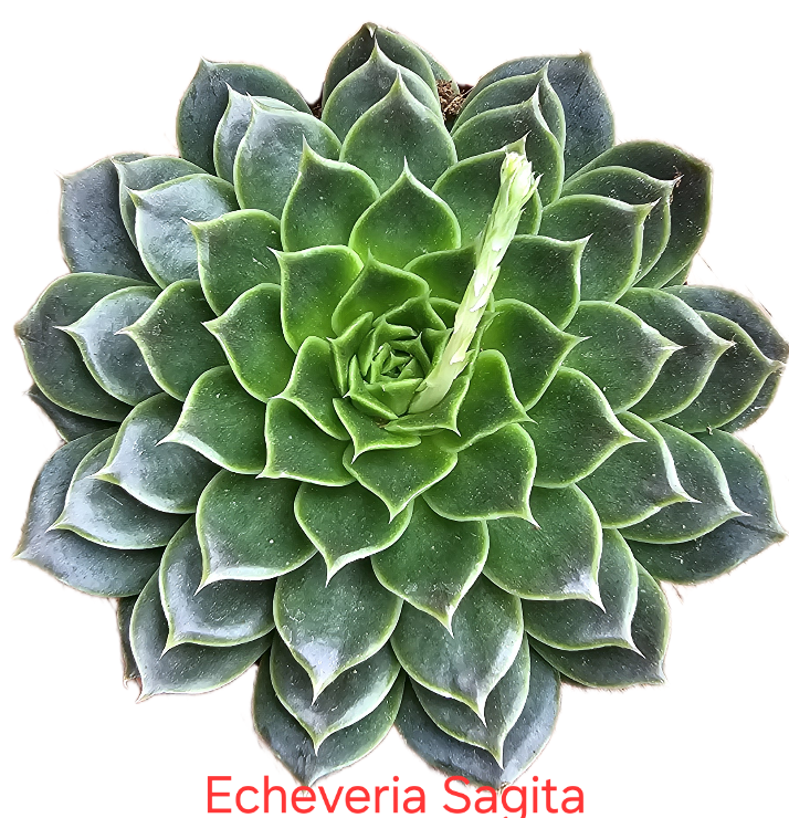 Echeveria Sagita