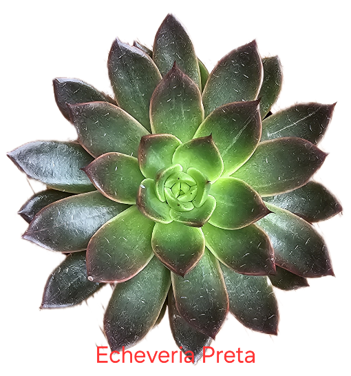 Echeveria Preta