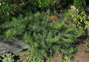 Borovice vejmutovka Pendula