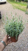 Levandule Alba