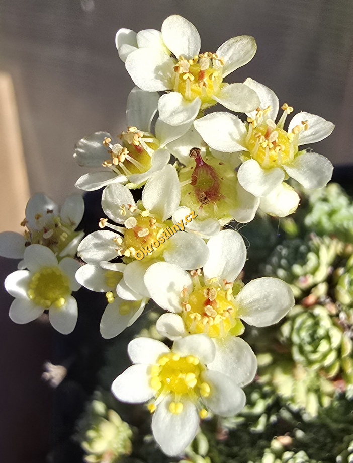 Lomikámen Minutifolia