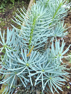 Jedle ojíněná Compacta pyramidalis