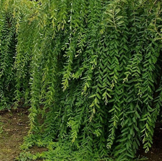 Vrba japonská Pendula