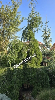 Jedle Veitchova Pendula