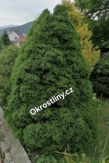 Smrk sivý Conica