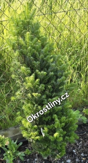 Jedle bělokorá Pyramidalis
