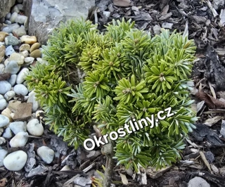 Jedle korejská Kohout Hexe