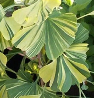 Jinan dvoulaločný roswitha