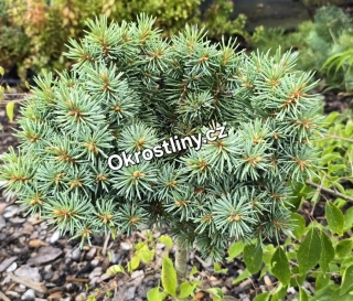 Smrk pichlavý Haelys blue
