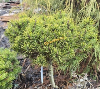 Pinus mugo Hejtman
