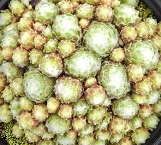 Netřesk Bryoides