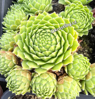 Netřesk Centaurus green