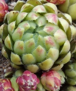 Netřeskovec Glabrescens