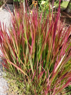 Imperata válcovitá Red Baron