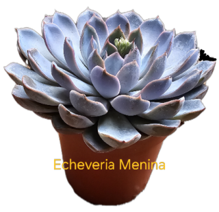 Echeveria Menina