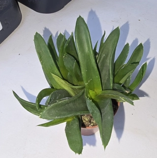 Aloe Alworthia 'black Gem'