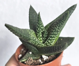 Haworthia 'universe'