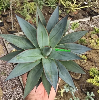 Agave Shaka Koko